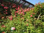 100602_bara1.jpg